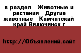  в раздел : Животные и растения » Другие животные . Камчатский край,Вилючинск г.